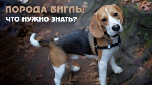Интересные факты о биглях. В чем секрет породы?