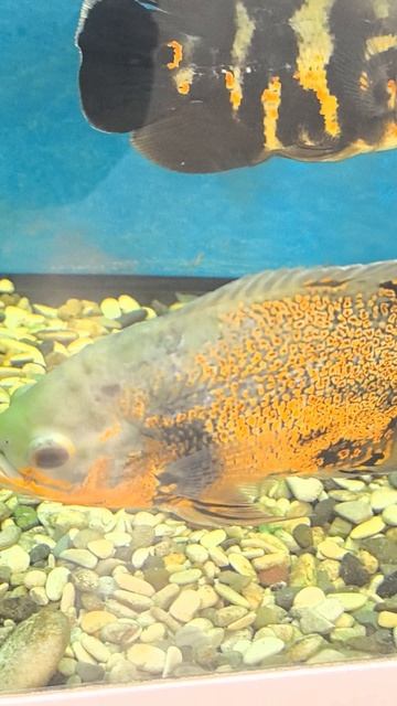 Подводная красота в деталях смотреть онлайн