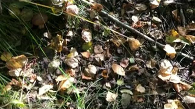 Мы в лес смотреть онлайн