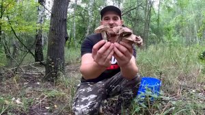 У ГРИБНИКА ШОК! ОТ ТАКИХ КРАСИВЫХ ГРИБОВ. Сбор грибов осенью