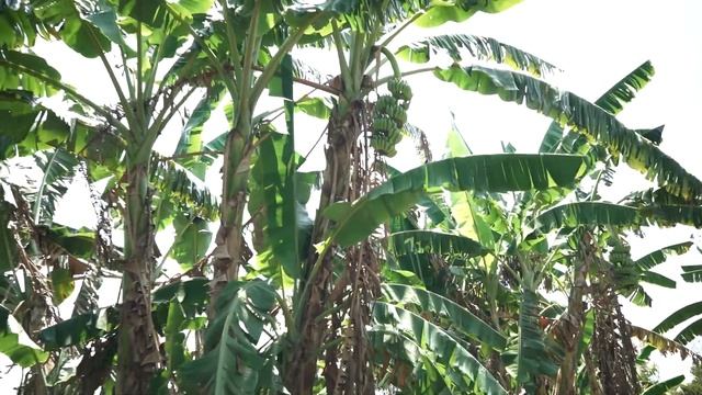 Вокруг света. Вьетнам. Остров Фукуок. смотреть онлайн