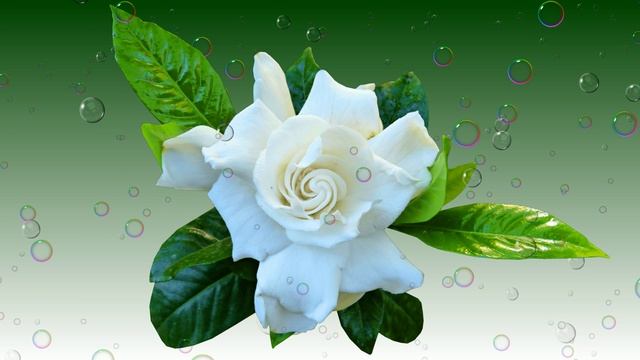 Футаж. Цветочный фон 236 смотреть онлайн