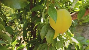 Слива Шарафуга жёлтая.( Королевская )