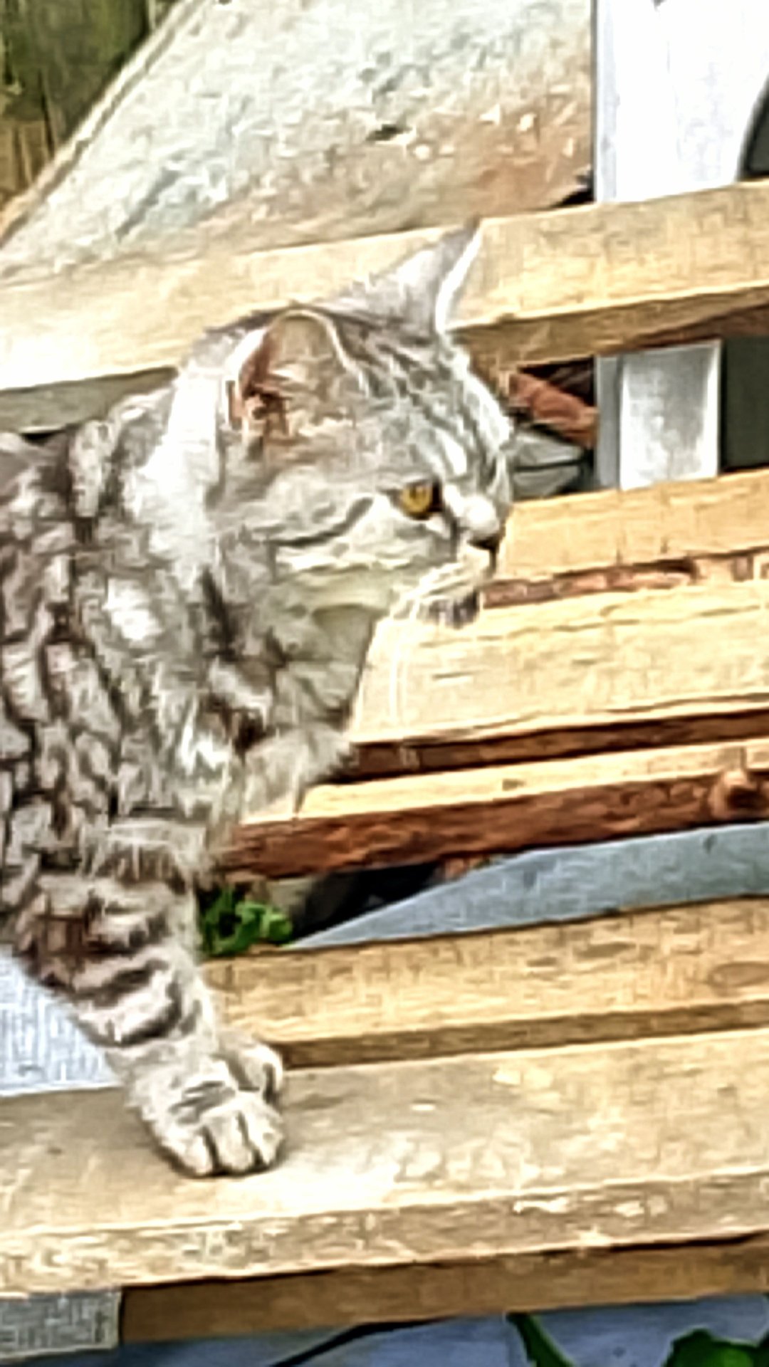 Если работа встала!😻😁 Юмор с животными смотреть онлайн