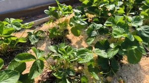 Хроника дачной жизни.
Московская область.
14 сентября, воскресенье.