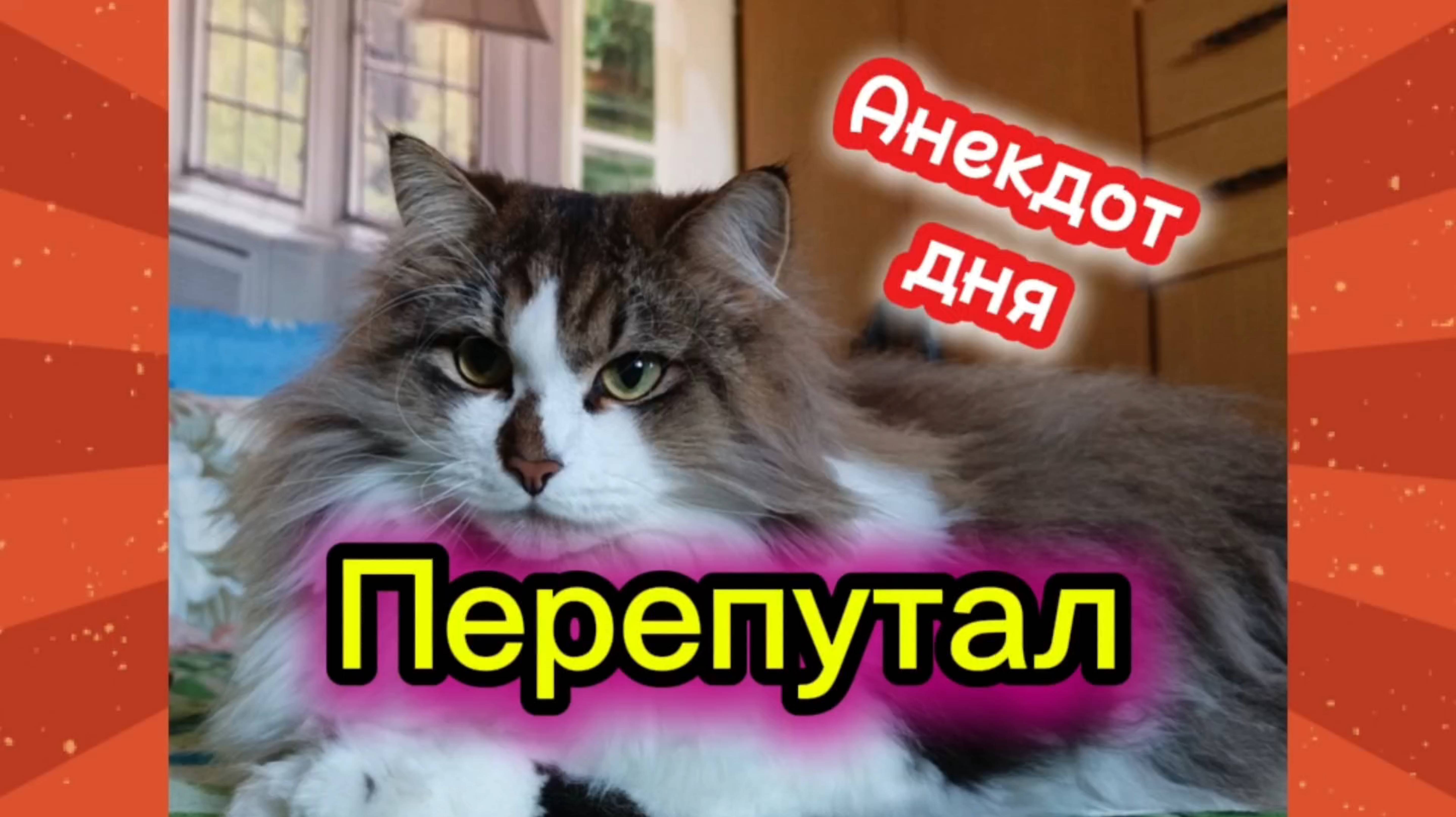 Анекдот дня. смотреть онлайн