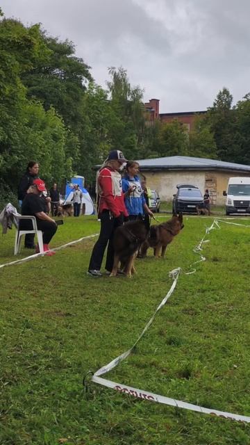ВЕТЕРАНЫ КОБЕЛИ / КЧК КАЛИНИНГРАД 7 сентября`25 А.Буйнова Моно немецких овчарок