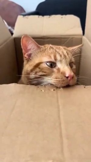 Коты злыдни