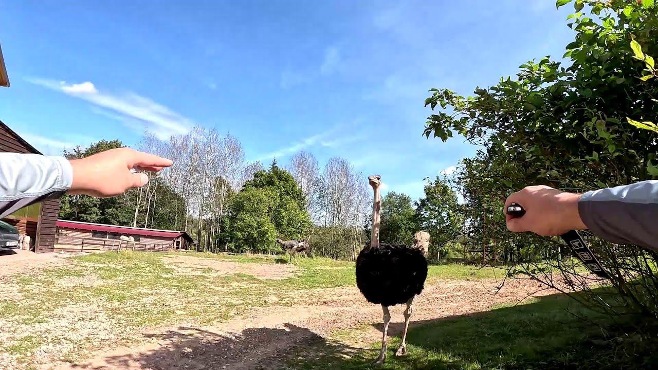 Будет переселение !Теплый пол тоже будет ! Закупаемся ! ХУТОР В ЛЕСУ №808 смотреть онлайн