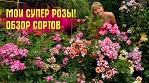 Шикарные розы, которые ЦВЕТУТ ВСЁ ЛЕТО! Обзор НЕПРИХОТЛИВЫХ сортов для средней полосы
