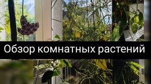 обзор комнатных растений