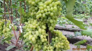 20.08.2025. Виноград САМОРОДОК в г. Липецке.