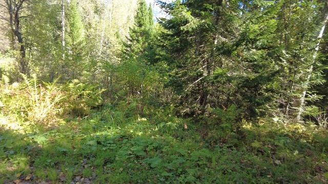 Неожиданная удача в сибирском лесу. Пошли за баданом, нашли ЦАРЬ-ЧАГУ! смотреть онлайн