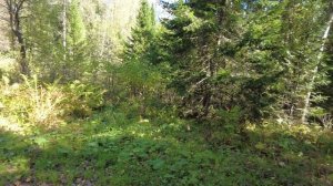 Неожиданная удача в сибирском лесу. Пошли за баданом, нашли ЦАРЬ-ЧАГУ!