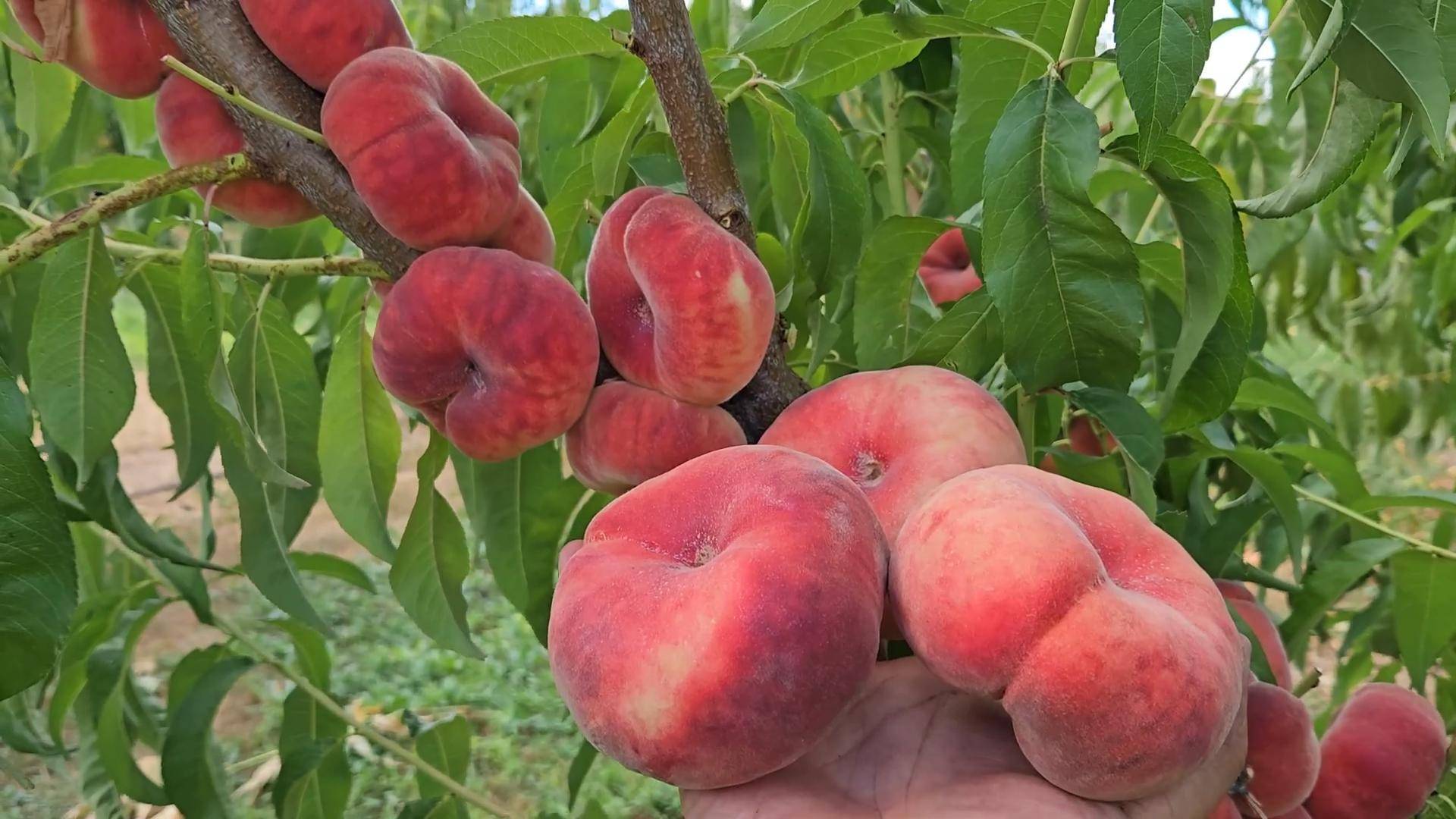 Саженцы персика Свит Кап инжирный Ростов-на-Дону. Small Gardens