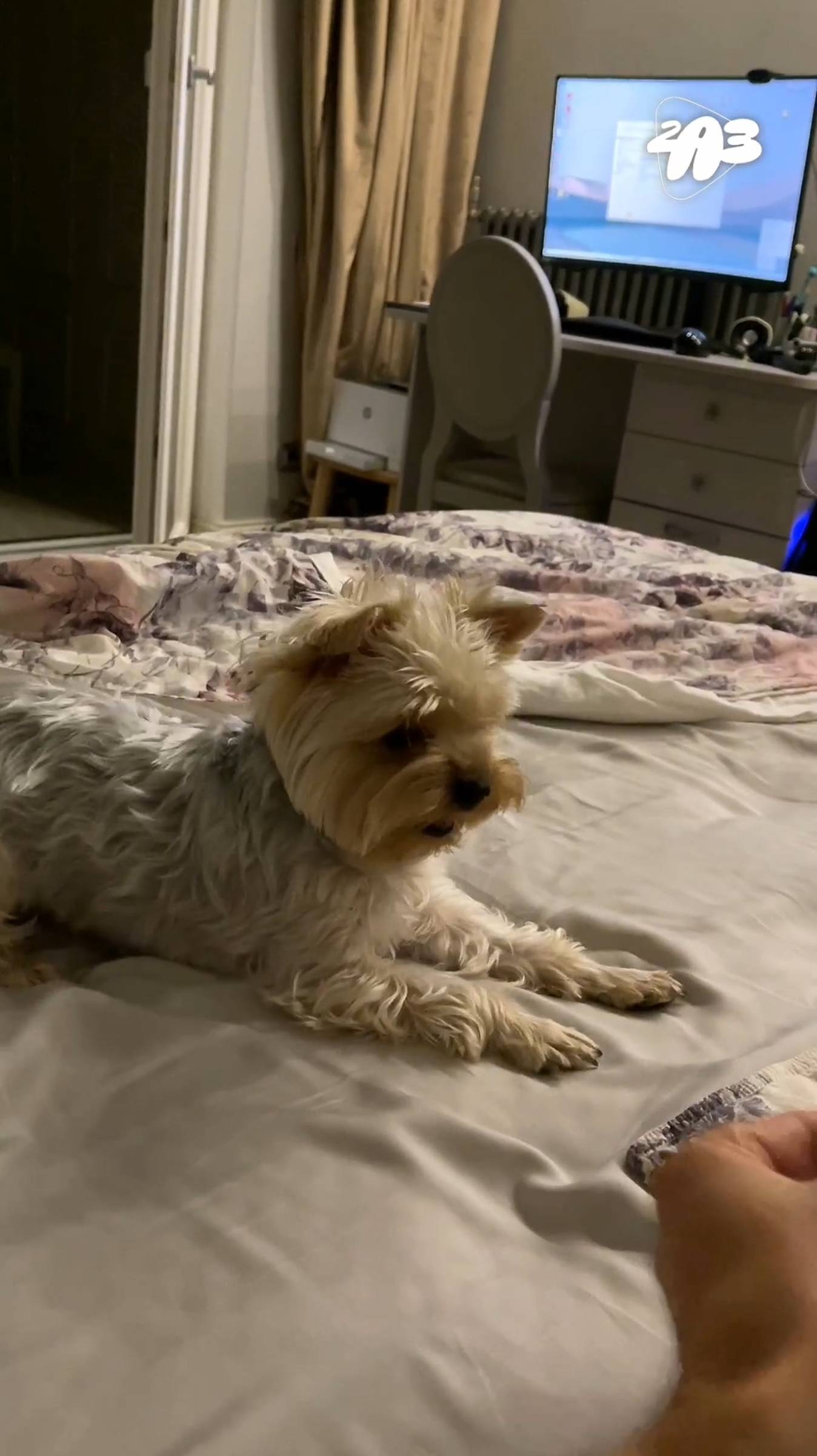 🐶 Ваша СОБАКА в ОПАСНОСТИ? О чём МОЛЧАТ ветеринары смотреть онлайн