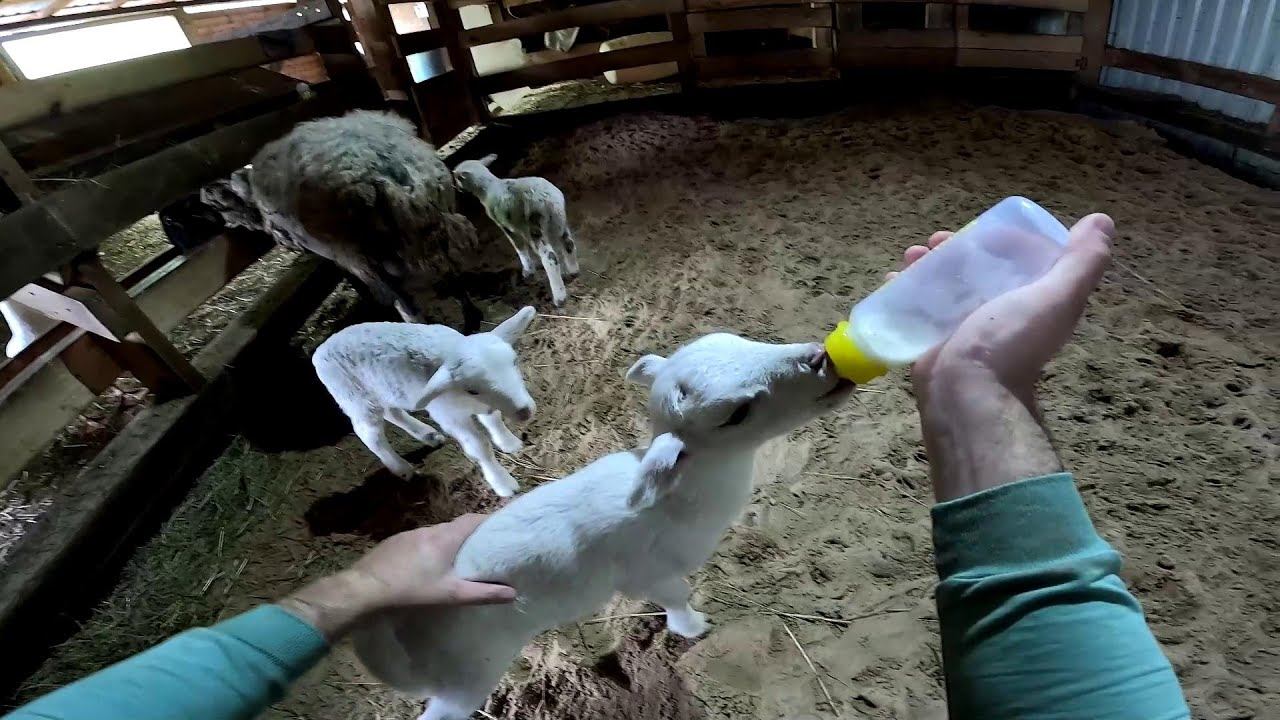 Бобёр сделал себе пруд ! Дороги не будет ! ХУТОР В ЛЕСУ №812 смотреть онлайн