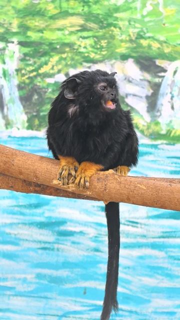 Краснорукий тамарин: обезьянка в красных перчатках смотреть онлайн