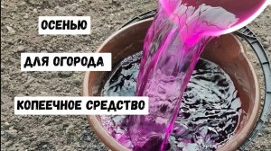 МАЛО КТО ЗНАЕТ ЧТО ГРУНТ ПОСЛЕ БОЛЬНЫХ РАСТЕНИЙ ОБРАБАТЫВАЮТ ТОЛЬКО ТАК, КОПЕЕЧНОЕ СРЕДСТВО!