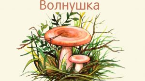 В О Л Н У Ш К А