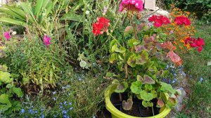 Обзор цветника с однолетниками