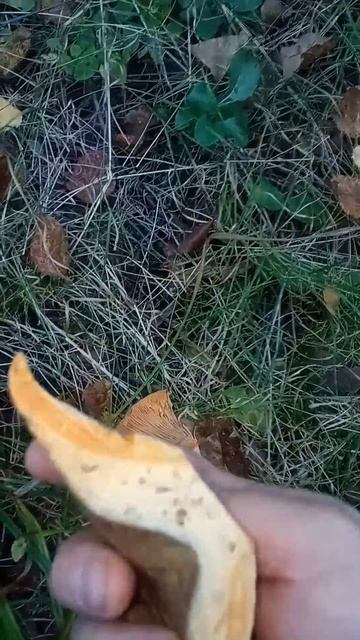 Вернулся на точку, где неделю назад нашел кучу грибов смотреть онлайн