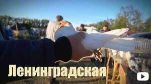 Птичий рынок. Ленинградская. [14.09.2025]