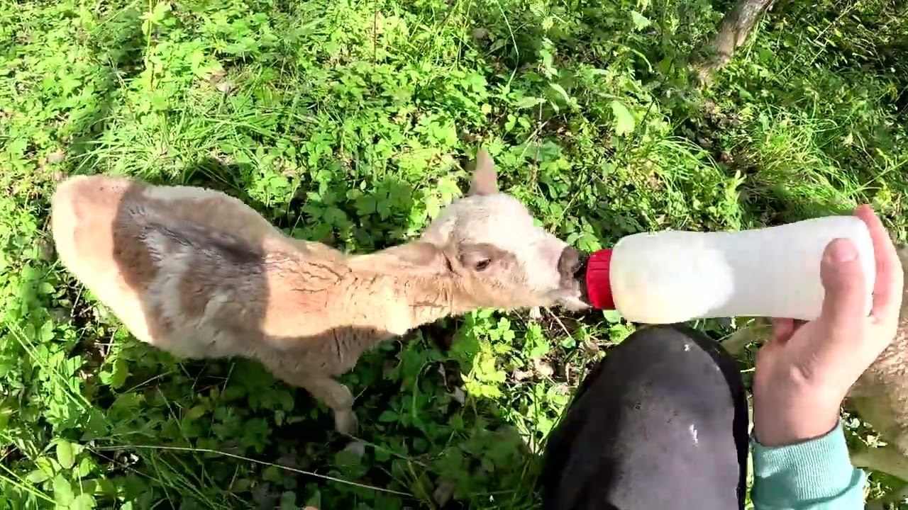 Потери в хозяйстве ! Пропали всё ! ТО квадроцикла РМ800Т ! ХУТОР В ЛЕСУ №805 смотреть онлайн