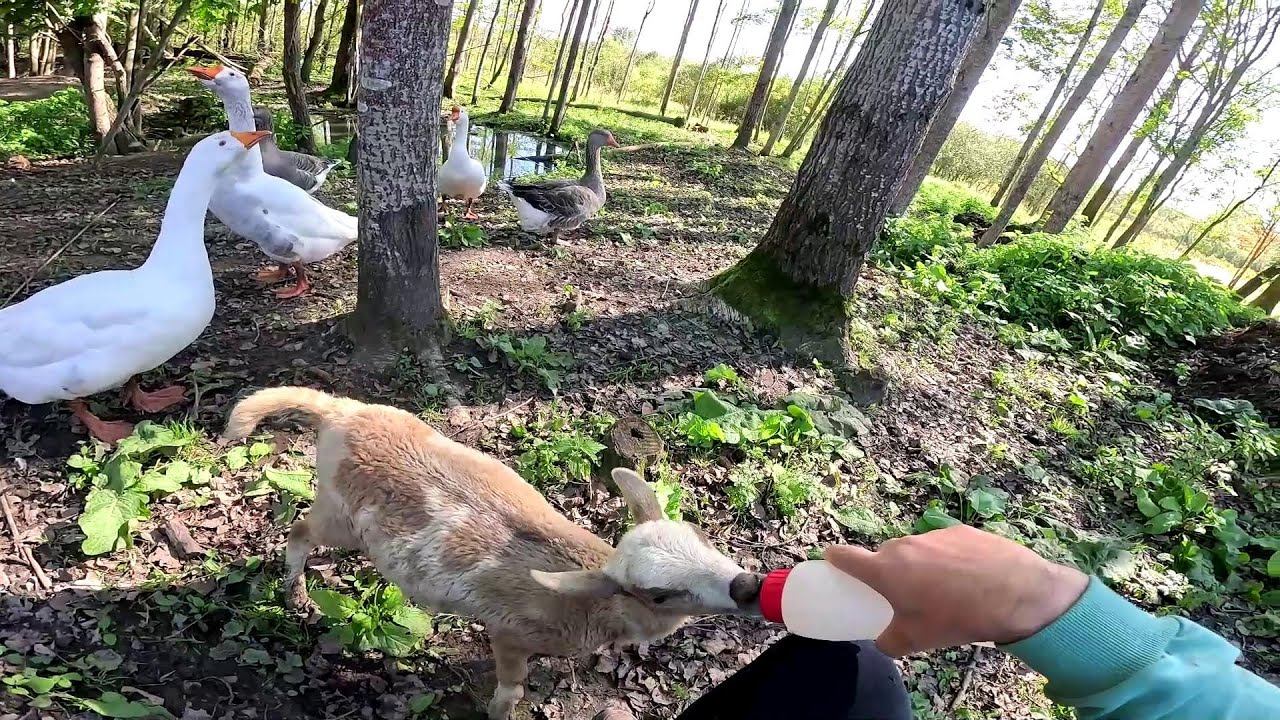 Кур больше нет ! Разбираю овчарню ! ХУТОР В ЛЕСУ №807 смотреть онлайн