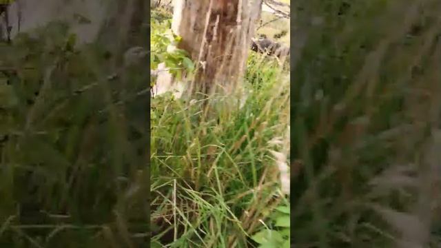 в лесу смотреть онлайн