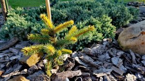 Сад редких хвойных растений! Обзор! 14.09.2025г🍁🌲#сад #дача #обзор #хобби #garden