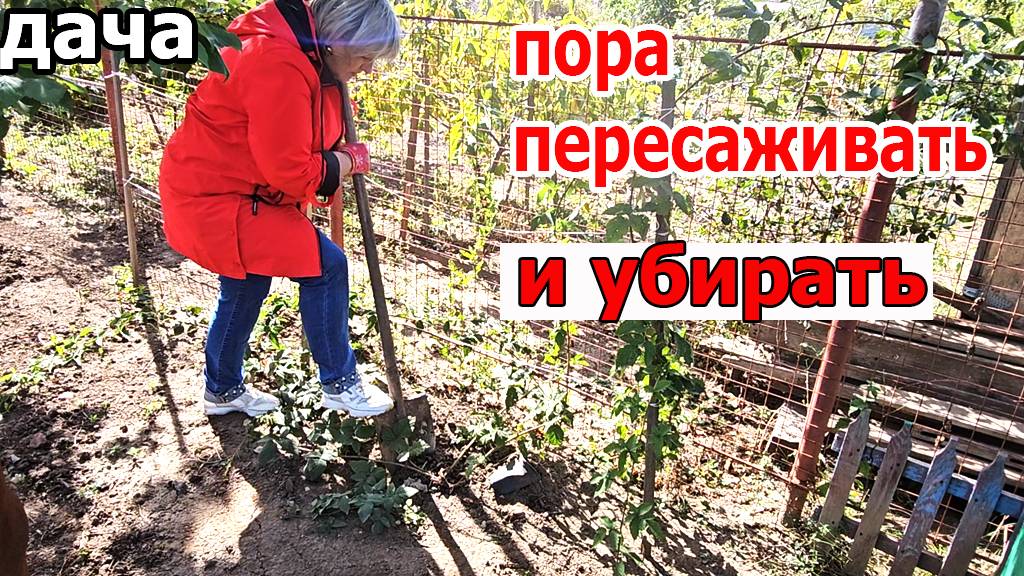 Дача.Вот и пришла пора пересаживать и наводить порядок смотреть онлайн