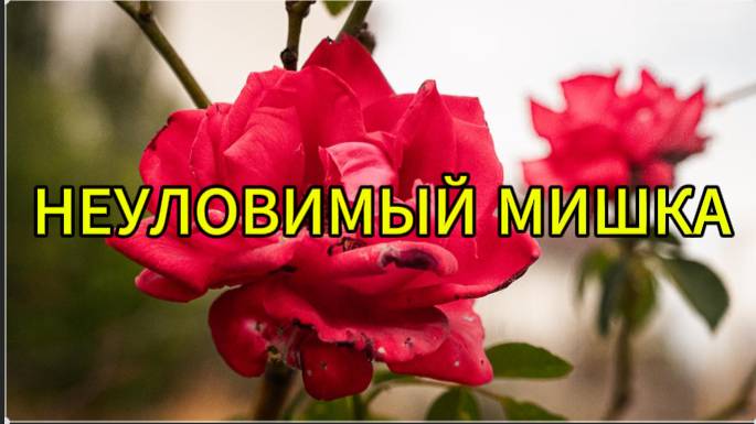 Неуловимый Мишка смотреть онлайн