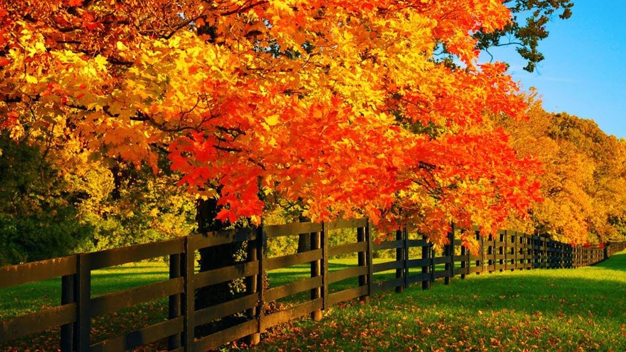 🍂 «Осенние листья сентября» смотреть онлайн