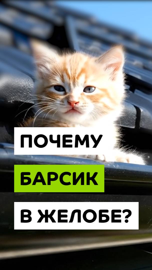 Купи водосточку по акции – порадуй котика! смотреть онлайн