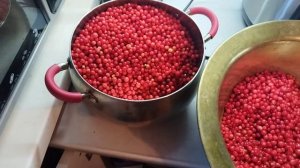 15-09-2025 лимонник с сахаром