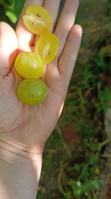 АКЦЕНТ виноград селекции Калугина В.М. +79900274169, +79900274170