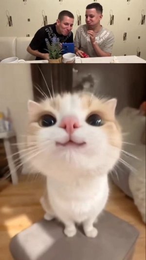 милая киса #танцы #киса #кошка #планета #зум