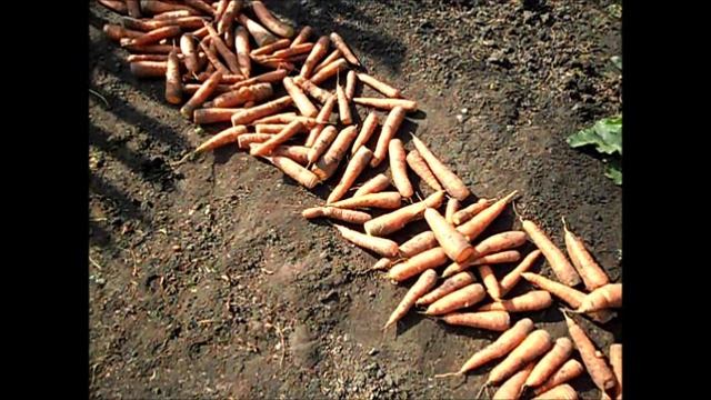 О хранение морковки