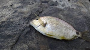 Рыбалка на Чёрном море, морская рыбалка весной. ловля ласкиря на спиннинг с берега