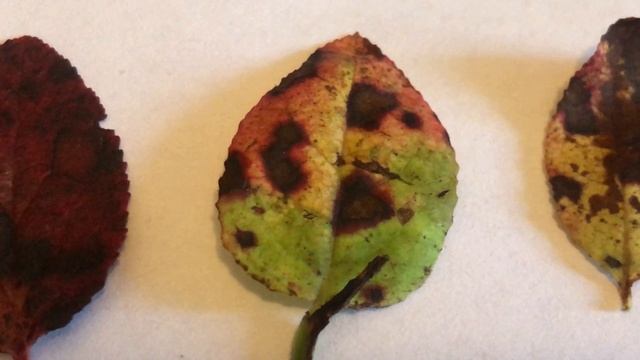 Осенние листья черники смотреть онлайн