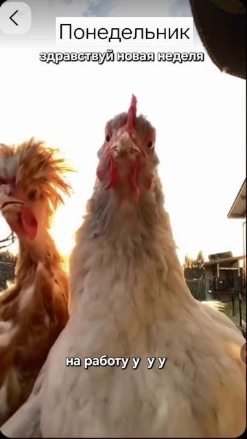 Юмор #юмор #смех #музыка #рек #яппи #рутуб #готовимжар смотреть онлайн