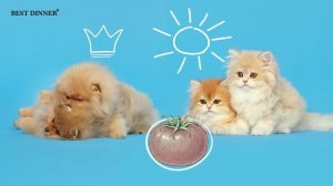 Best Dinner - чудо еда!