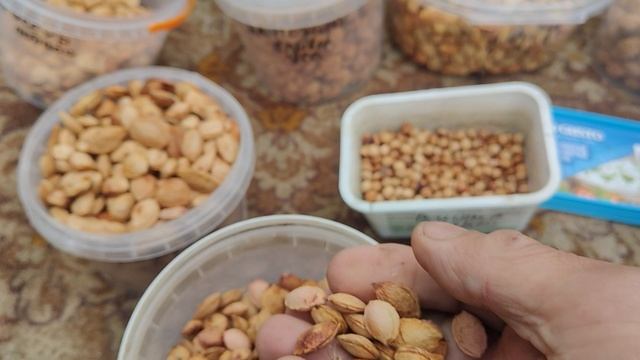 Косточки сливы.абрикоса, персика - ждут своего покупателя. смотреть онлайн