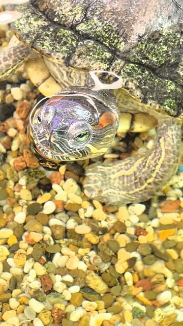 Черепаха в фокусе: взгляд исподлобья смотреть онлайн