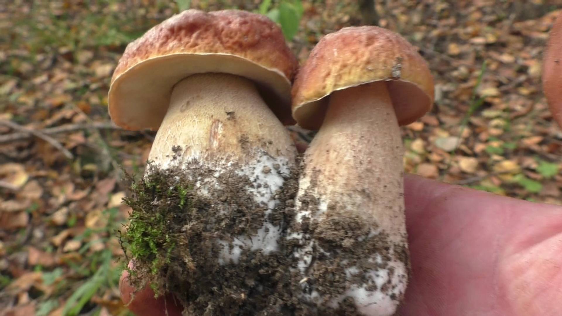 БЕЛЫЕ ГРИБЫ ВЕЗДЕ! НА КАЖДОМ ШАГУ НАХОЖУ БЕЛЫЕ ГРИБЫ В ЛЕСУ! смотреть онлайн