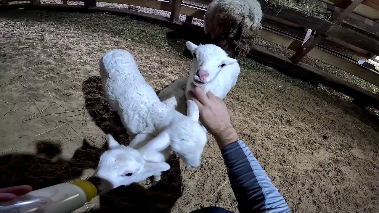 Фундамент готов ! Навес для фазана ! ХУТОР В ЛЕСУ №818 смотреть онлайн