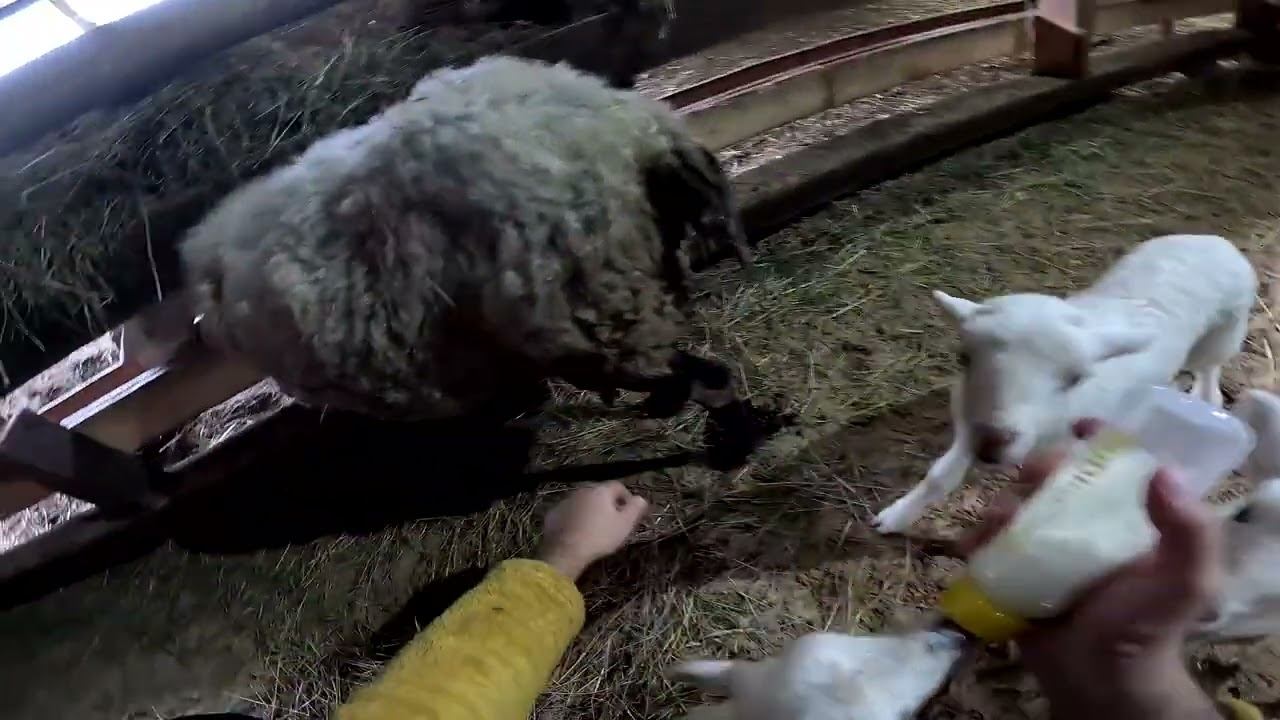 На нас напали ! Потери в хозяйстве. ХУТОР В ЛЕСУ №813 смотреть онлайн