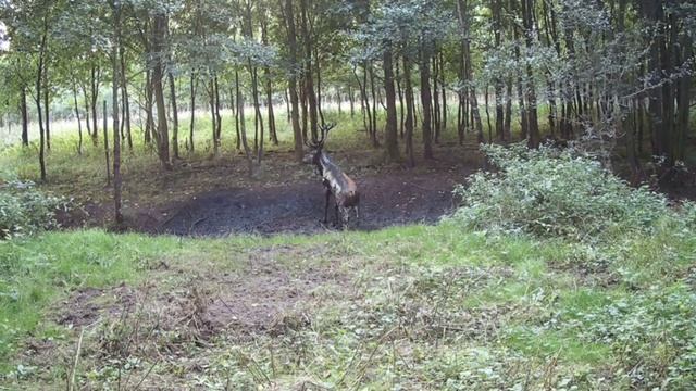 Фото ловушка смотреть онлайн