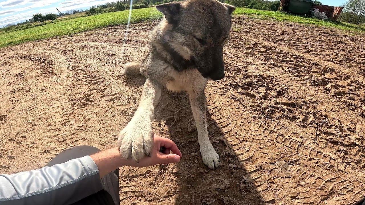 Собака вернулась ! Потери в хозяйстве ! ХУТОР В ЛЕСУ №816 смотреть онлайн